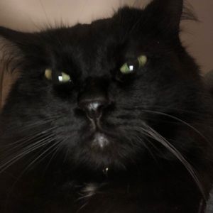 Meet your Posher, Shani